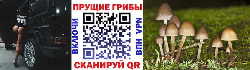 Псилоцибиновые грибы мицелий  где купить наркоту  Карабаново 